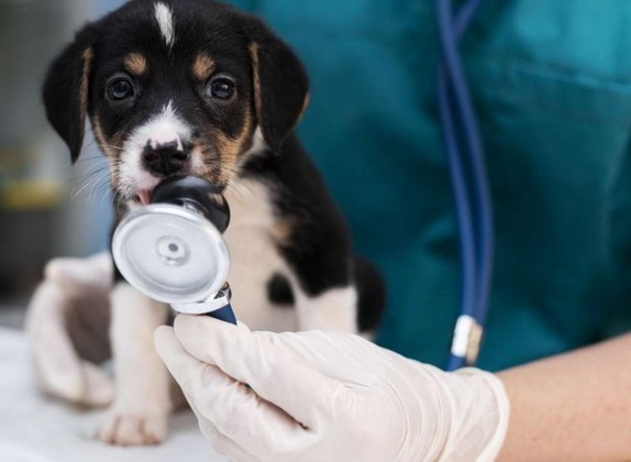 certificado de salud para perros